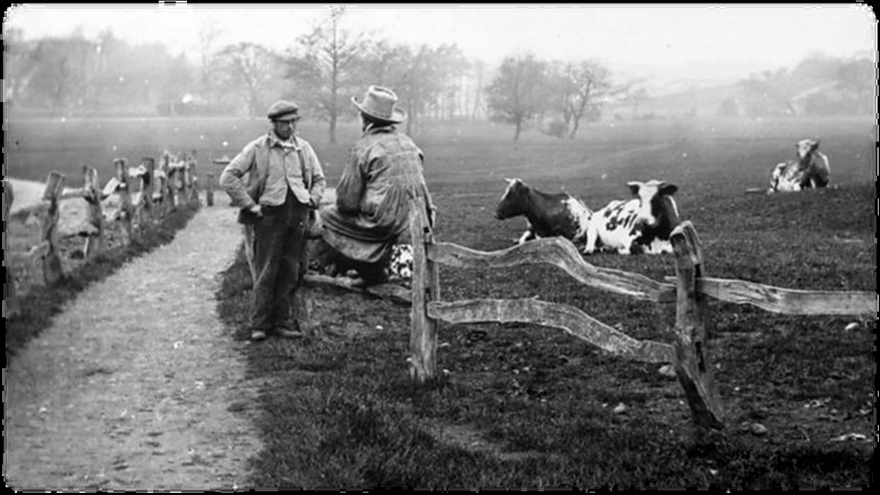Farmers by a fence with cattle